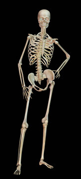 Digitally generated image of human skeleton