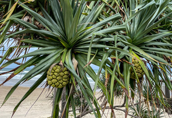 Fototapeta premium Pandanus tectorius Tree with Fruit