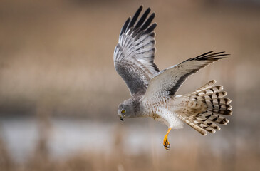 Obraz premium A Northern Harrier in British Columbia, Canada 