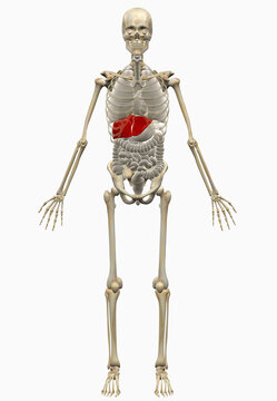 Digitally generated image of human skeleton