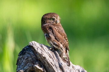Pygmy owl sitting on a log in a meadow