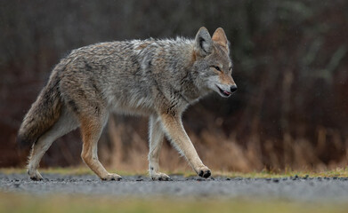 Obraz premium A Coyote in British Columbia, Canada 