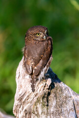 Pygmy owl sitting on a log in a meadow