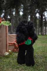 Christmas photoshoot for dog