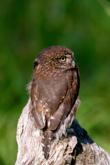 Pygmy owl sitting on a log in a meadow