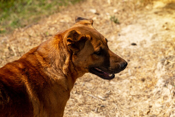 Naklejka premium Thai dog, brown dog standing on the ground, Close-up.