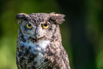 Great horned owl sitting on log in Montana