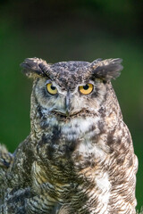 Great horned owl sitting on log in Montana
