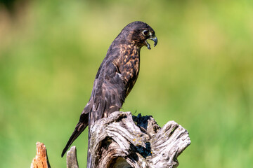 Merlin Hawk Sitting on Log