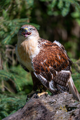 Captive hawk sitting on log with leathers on legs