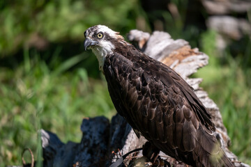 Captive osprey sitting on log with leathers on legs