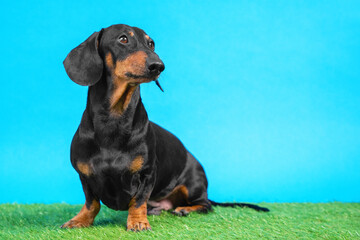 Adorable black dachshund dog with funny muzzle sits posing for camera on green lawn grass on blue...