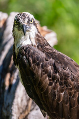 Osprey bird of prey sitting on a tree in Montana