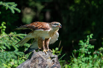 Hawk sitting on log