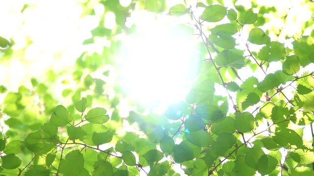 新緑　背景用　ボケ　スーパースローモーション