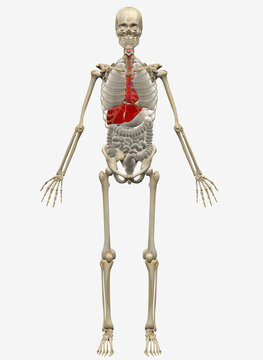 Digitally generated image of standing human skeleton