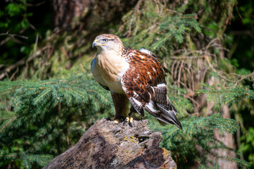 Captive hawk sitting on log with leathers on legs