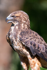 Hawk sitting on log