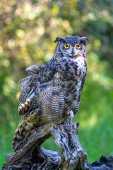 Great horned owl sitting on log in Montana