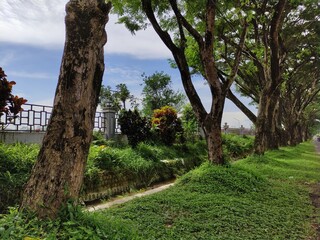 big trees on a city road but like in a forest