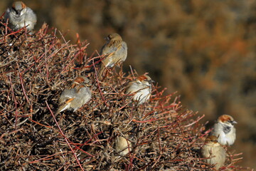 House sparrow