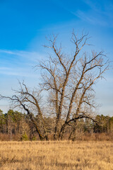 Oddly shaped trees without leaves on an autumn sunny day against a blue sky. Autumn in the park.