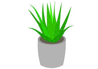 Aloe Vera tree in a gray pot