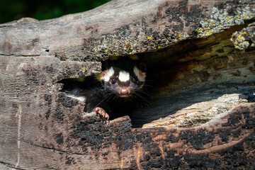 Spotted Skunk in a tree trunk hollow