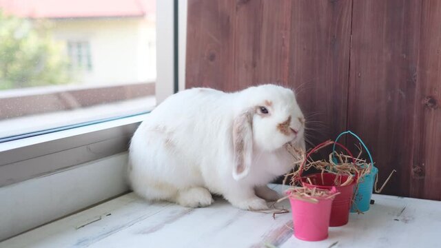 White rabbit stay in corner and eat food is dried grass in colorful bucket and sometime look at camera in living room with glass windows.