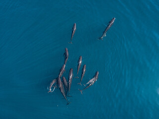 Aerial view of a group of dophins freely swimming in Mediterranean sea off the Spanish coasline, Spain.