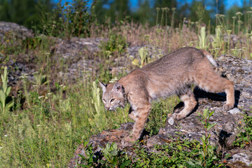 Juvenile bobcat in the mountains walking on rocks
