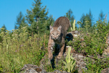 Juvenile bobcat in the mountains walking on rocks