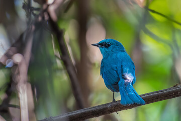 Verditer Flycatcher on branch in nature.