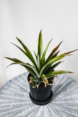 close-up of pineapple plant in pots indoor on white rattan table