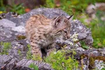 Bobcat cubs playing on rocks and in grass in Montana