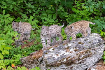 Bobcat cubs playing on rocks and in grass in Montana