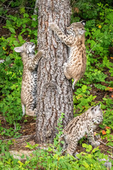 Bobcat cubs playing on rocks and in grass in Montana