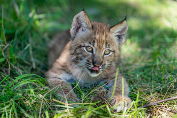 Obraz premium Siberian Lynx cub playing in the grass in Montana