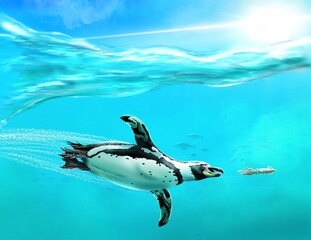 Penguin hunting squid