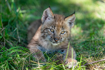 Siberian Lynx cub playing in the grass in Montana