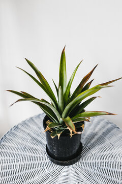 Close-up Of Pineapple Plant In Pots Indoor On White Rattan Table