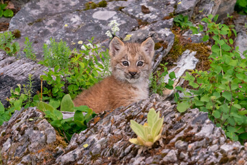 Canadian Lynx cubs playing in the grass in Montana