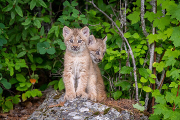Canadian Lynx cubs playing in the grass in Montana © kcapaldo