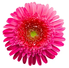 Poster gerbera flower pink. Flower isolated on white background. No shadows with clipping path. Close-up. Nature © nadezhda F