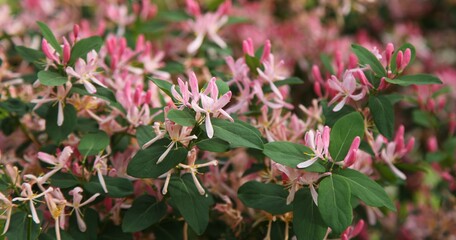 Tatarian Honeysuckle (Lonicera tatarica) pink flowers at Ryan Island Day Use Area in Great Falls, Montana