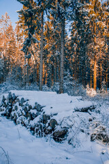 forest in winter. snow covered wood. Stacked tree trunks in the forest. Snow in forest. Wood with snow in forest