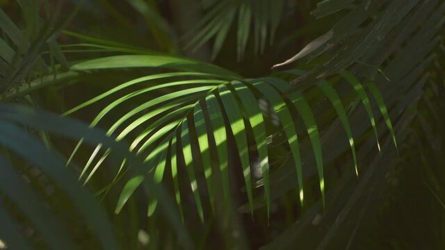 Tropical jungle foliage background