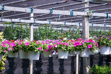 Surfinia flowers in hanging flower pot.