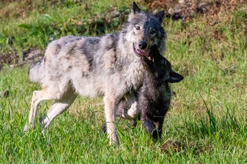 Fototapeta premium Two month old wolf puppy playing with mom.