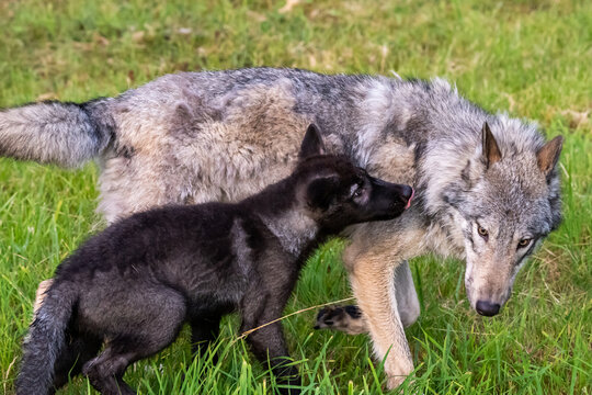 Two month old wolf puppy playing with mom.